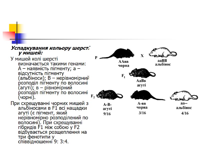 Успадкування кольору шерсті у мишей: У мишей колі шерсті визначається такими генами: А –